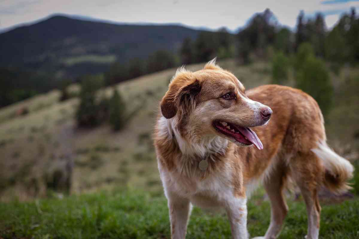 Why Pet Insurance in Colorado Is More Important Than Ever in 2026